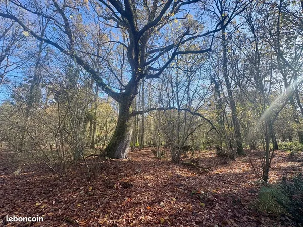 Terrain 209500 m² La Ferté-Imbault 