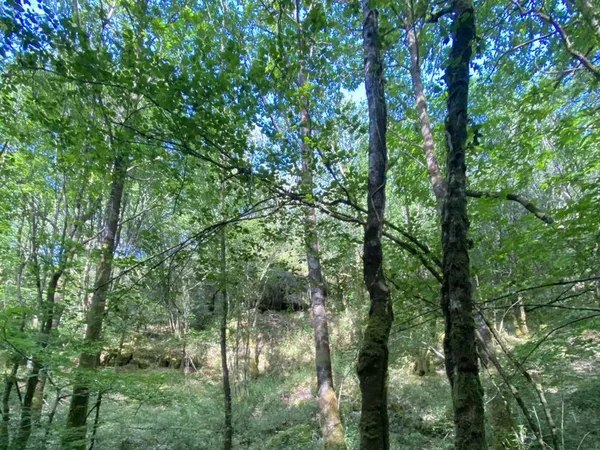 Terrain 19205 m² plumeliau bieuzy 