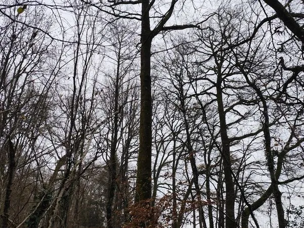 Terrain 29105 m² La Chapelotte 