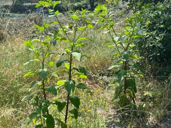 Terrain à bâtir 
