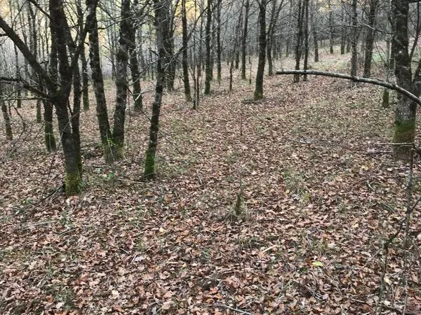 Parcelles de bois - Vicq sur Breuilh 