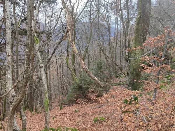 Terrain 61700 m² saint georges des hurtires 