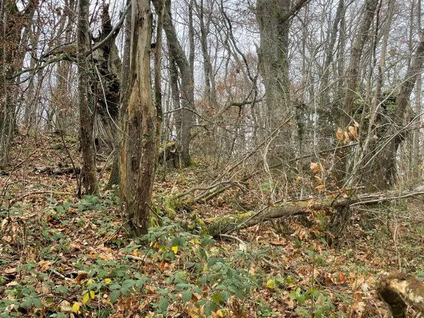 Parcelle boisée 