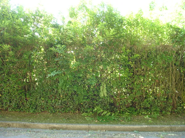 Terrain 300 m² 