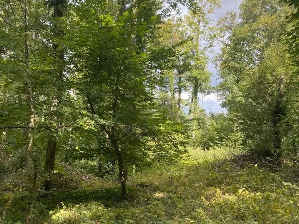 Parcelle de bois 