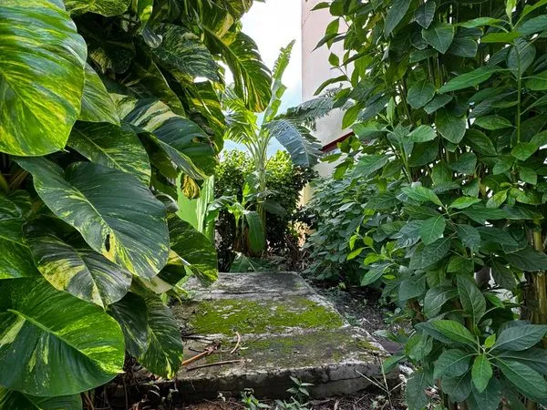 Location d'un studio meublé en Martinique, à la semaine, au mois ( maximum 6 mois) près de toute 