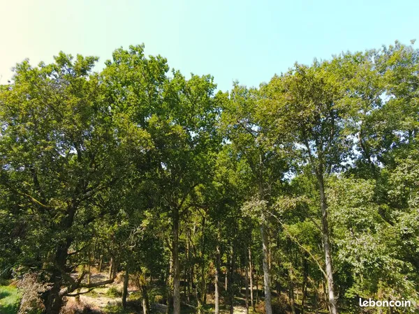 Proprété forestière 16 Hectares 