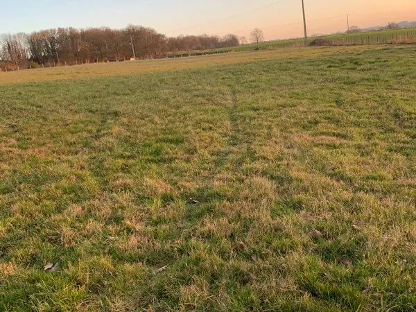 Terrain d'herbage 1,5 hectares 