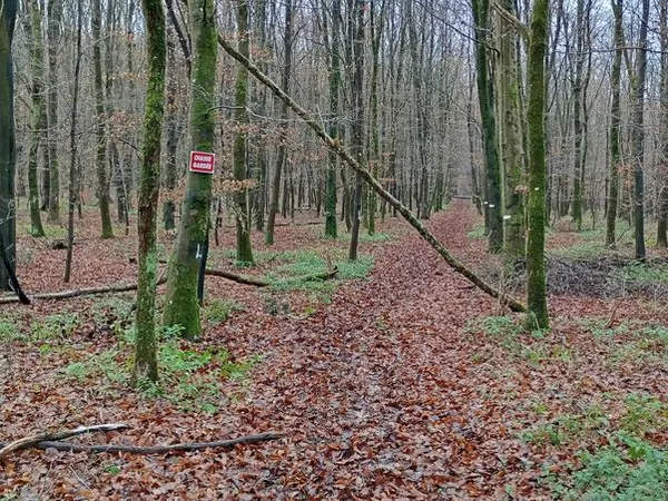 Location parcelle forestière 7 hectares 