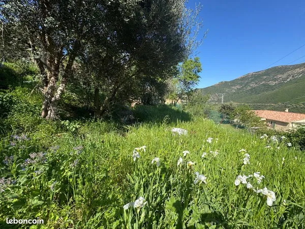 Terrain 623 m² Occhiatana 