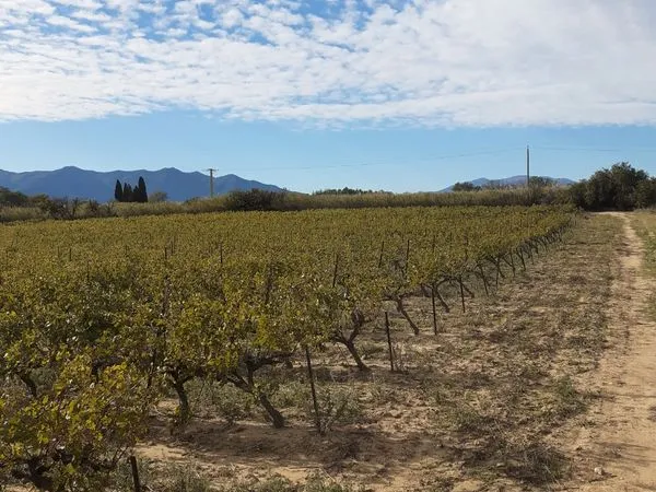 Terrain agricole 