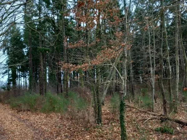 Forêt 31 200 m² Saint Pere Sur Loire 