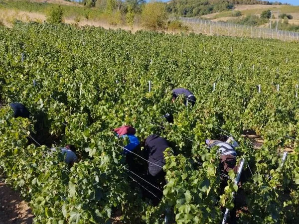 Terrain Vente Vaux-en-Beaujolais  10000m² 1000€