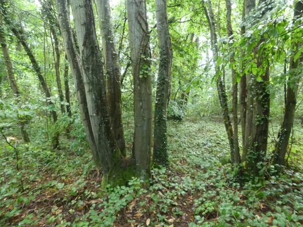 Propriété de loisirs 1080 m² 