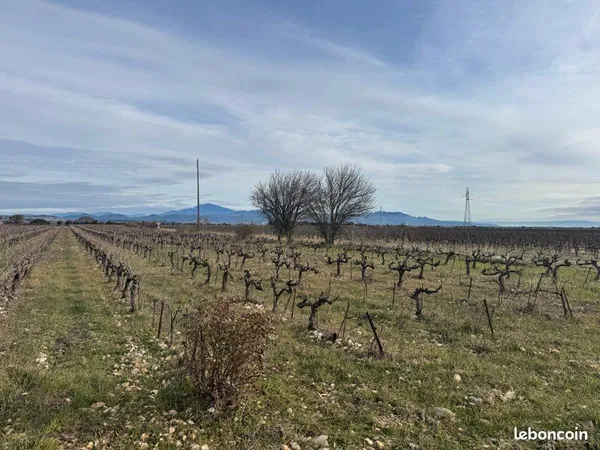 Vignes dans les Garrigues Sud 