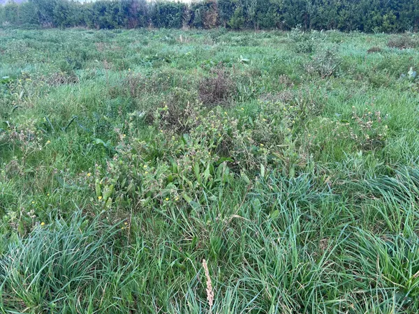 Terrain constructible viabilisé 