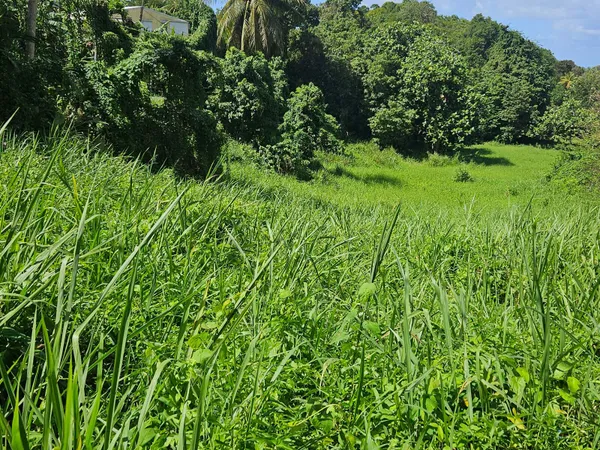 Terrain 915 m² 