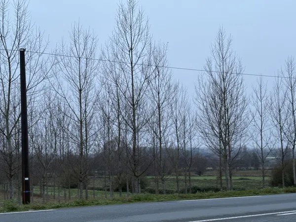 PLANTATION DE PEUPLIER sur la comune de FUMEL 