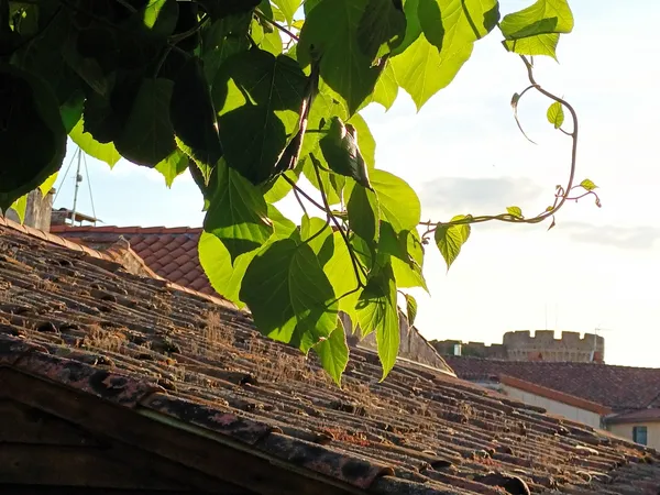 Vends maison 521m² Lamothe près de Brioude - 3 chambres 