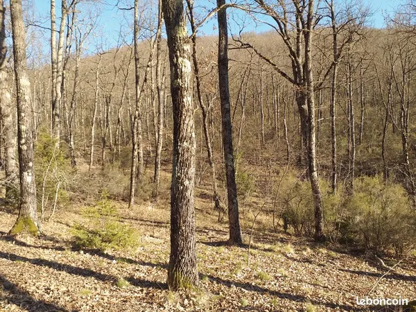 Terrain avec du bois de chene 