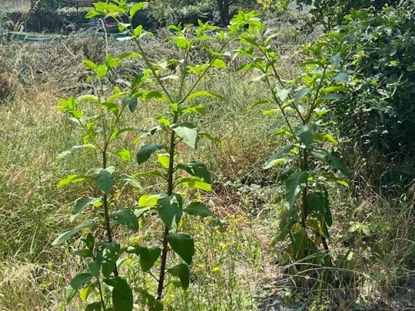 Terrain constructible 695 m² 