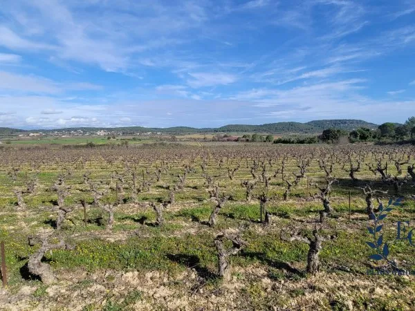 TERRAIN AGRICOLE - VIGNES