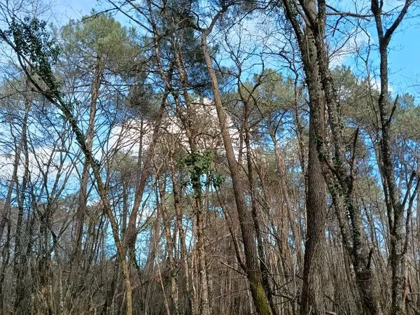 Bois, forêt , terrain boisé 