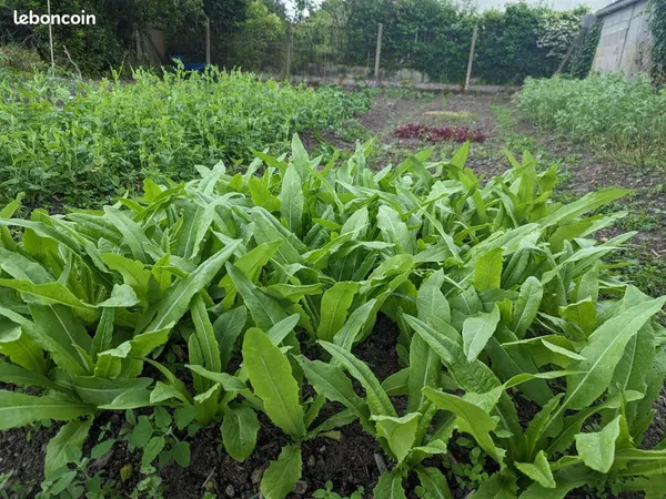 Location jardin potager 
