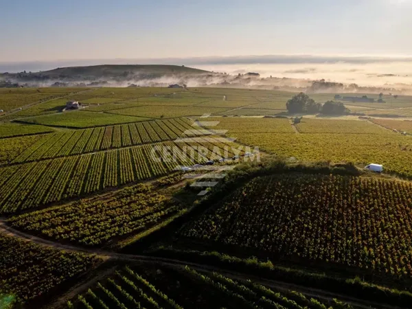 Beaujolais 
