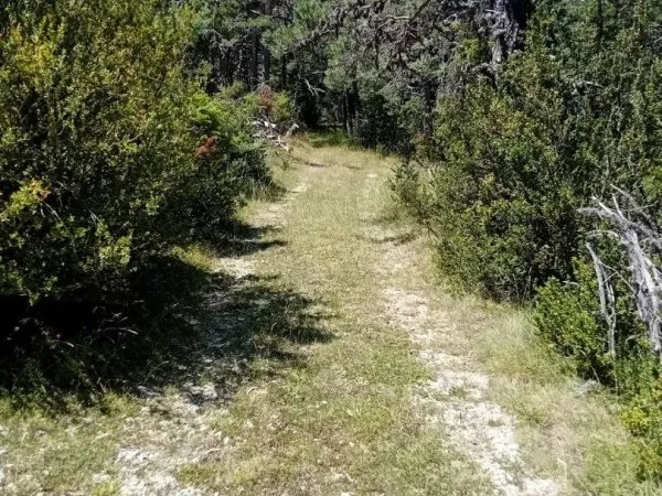 Terrain boisé  forêt