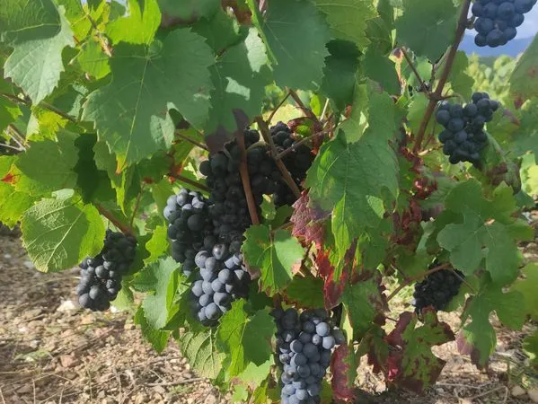 Vignes aop MORGON 