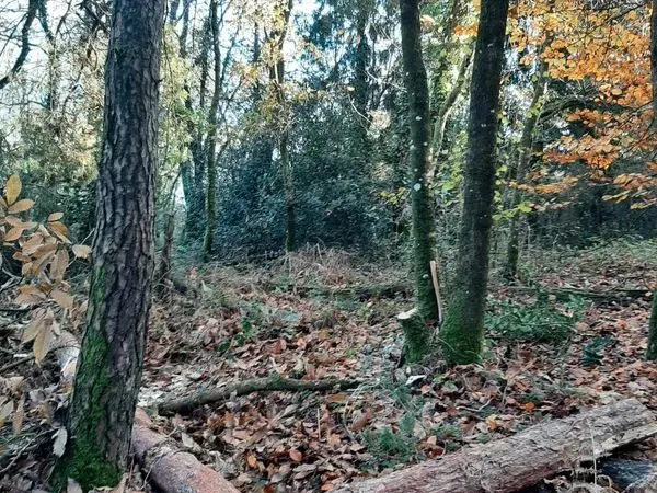 Beau terrain boisé 1,7 ha - Guern 