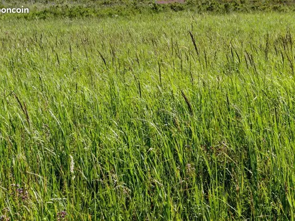 HERBAGE PRAIRIE PÂTURE 2 Hectares 