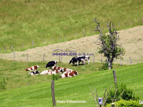 Terrain 505 m² Schweighouse-sur-Moder 