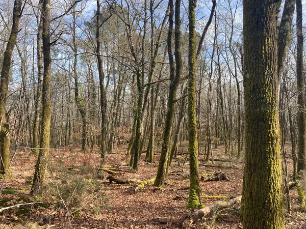 Vends forêt 24ha environ - feuillue et résineuse - en Gironde - Nord de Bordeaux - Blayais 
