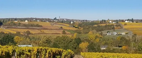 Terrain à bâtir de 448 m² à BEAULIEU-SUR-LAYON (49) 