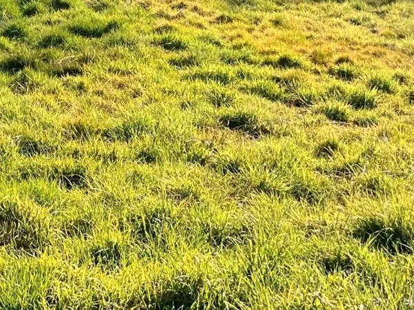 Terrain 433 m² Saint Paul Les Dax 