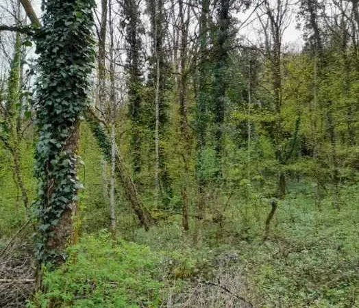Vend parcelle de bois 