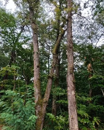 Parcelle de bois 1900 m2 (chênes et sapins) 
