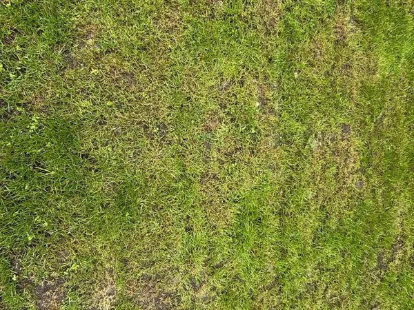Terrain 1000 m² Tallende 