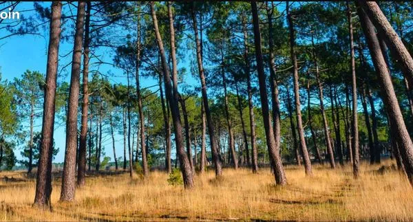 Terrain 498 m² 
