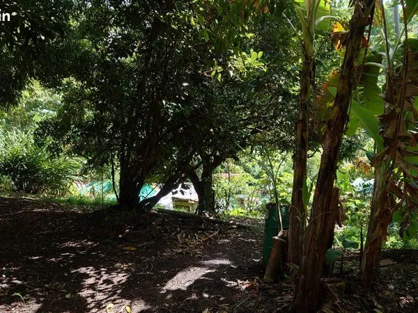 Terrain 840m2 Ravine vilaine, fruitiers, logements atypiques, garage 