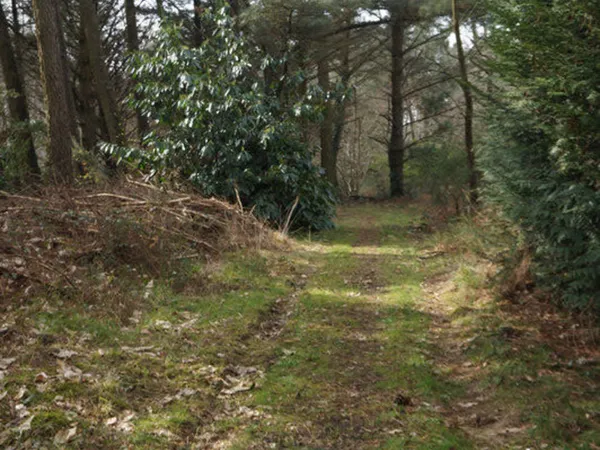 foret de loisirs 