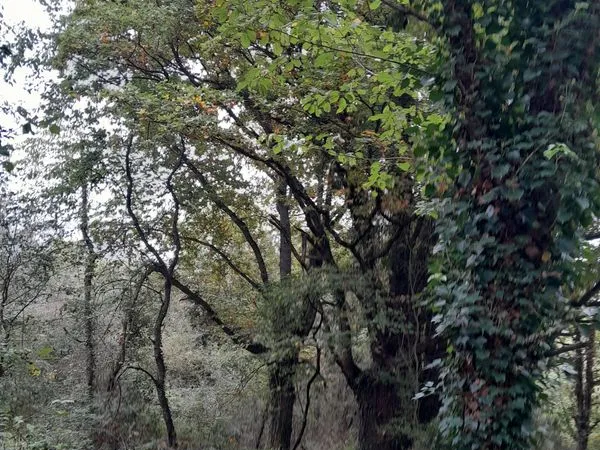 Terrain boisé 