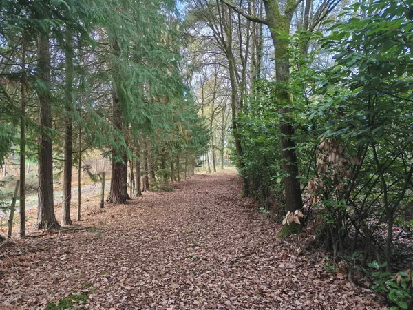 TERRAIN DE LOISIR EN FORET AU PIED DU CIRCUIT DES 24H 
