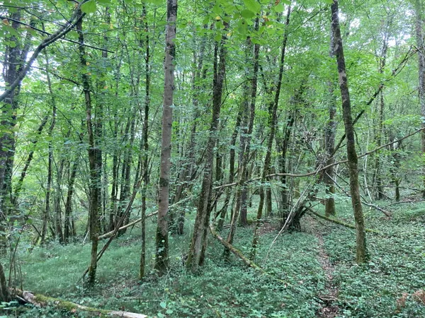 Vends forêt 