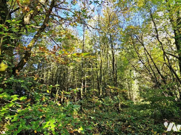Terrain 46997 m² 