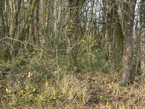 Vend 4 parcelles de bois 