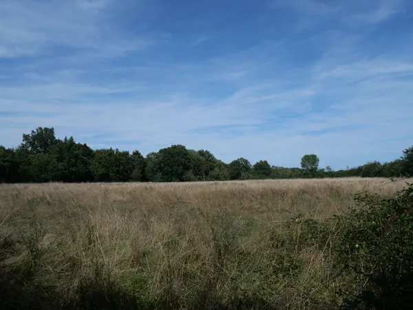 Terrain Cuffy + de 2 hectares, sous-bois, puits, 10' NEVERS, campagne, clos 