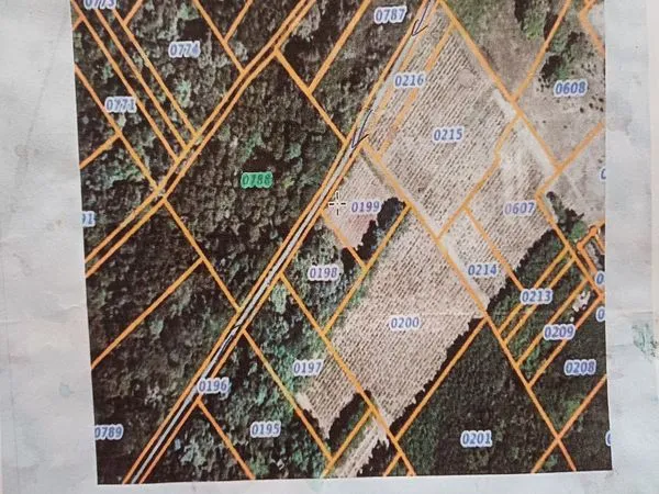 Terrain forestier 